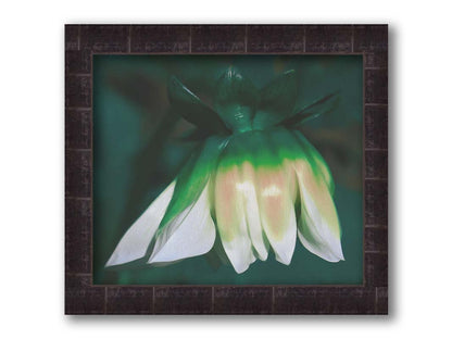 A photo of a white zinnia blossom pointed down, edited to have a painterly quality. Printed on canvas and framed.