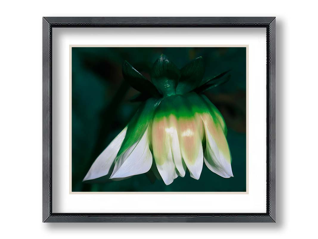 A photo of a white zinnia blossom pointed down, edited to have a painterly quality. Printed on paper, matted, and framed.