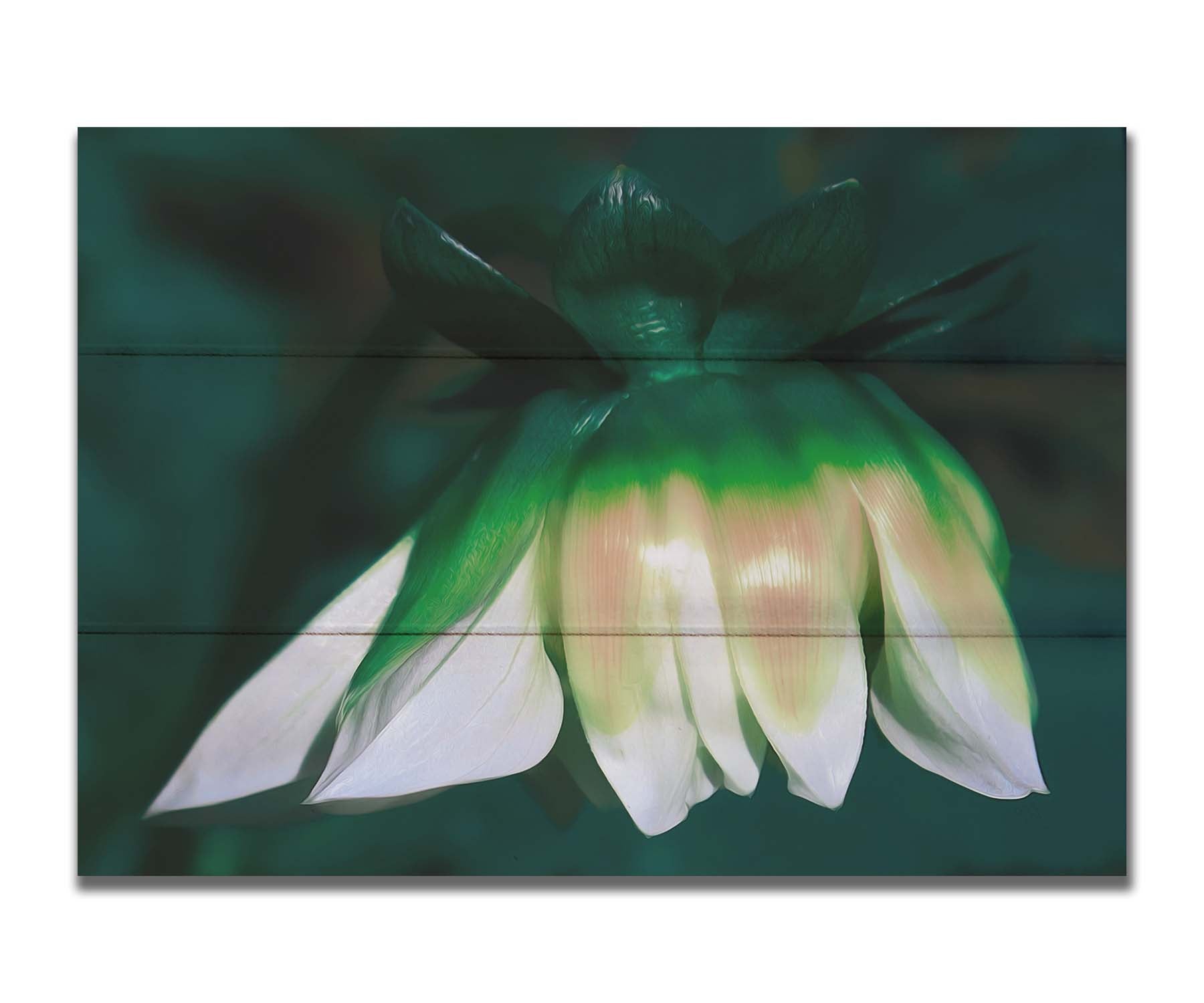 A photo of a white zinnia blossom pointed down, edited to have a painterly quality. Printed on a box board.