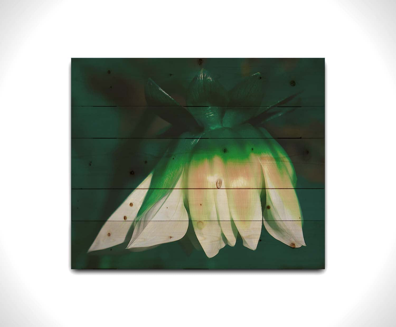 A photo of a white zinnia blossom pointed down, edited to have a painterly quality. Printed on a wood pallet.