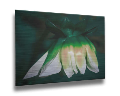 A photo of a white zinnia blossom pointed down, edited to have a painterly quality. Printed on metal.