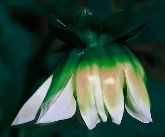 A photo of a white zinnia blossom pointed down, edited to have a painterly quality.