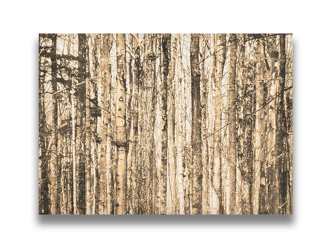 A photo of a crowded forest of trees clustered tightly together, portrayed in a sepia tone. Printed on canvas.