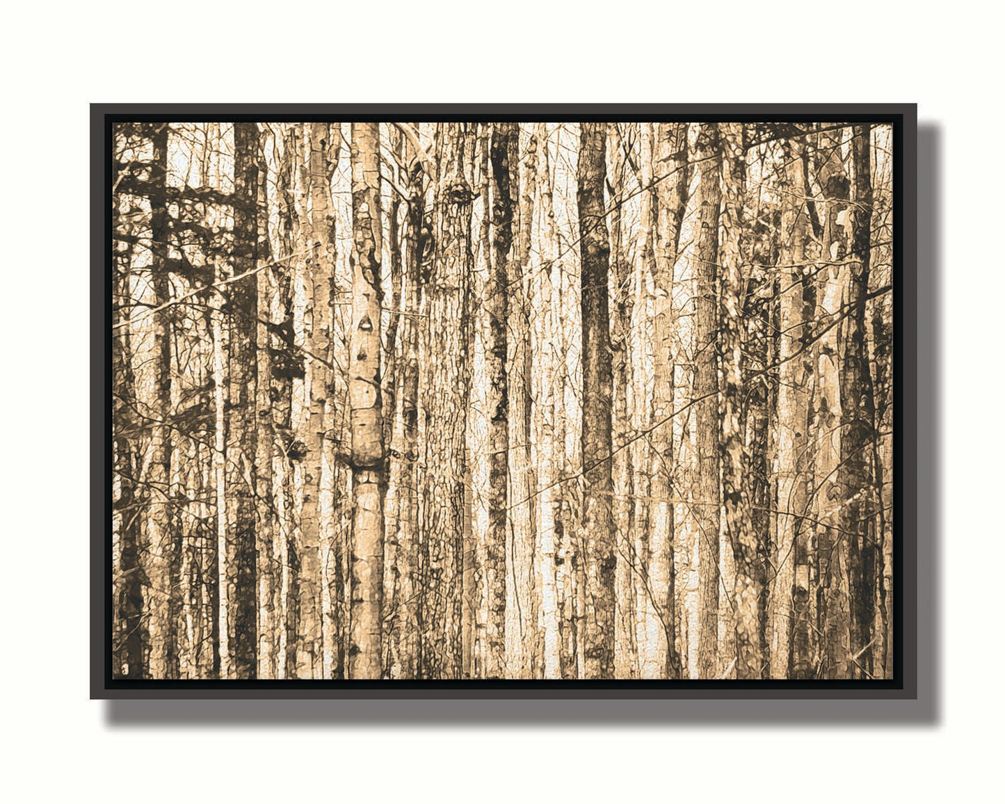 A photo of a crowded forest of trees clustered tightly together, portrayed in a sepia tone. Printed on canvas in a float frame.