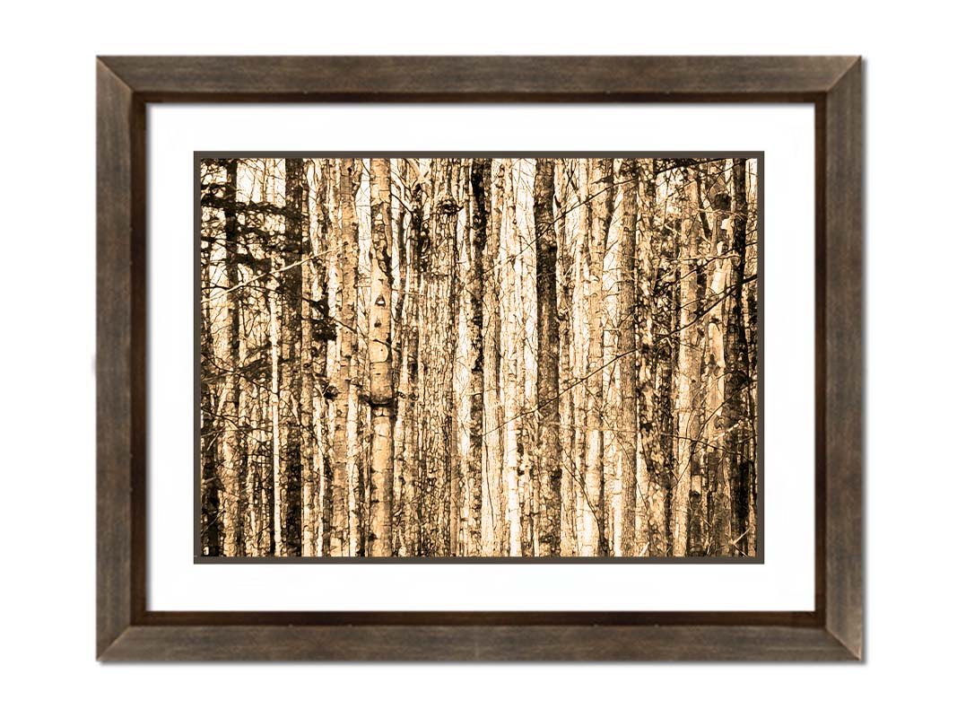 A photo of a crowded forest of trees clustered tightly together, portrayed in a sepia tone. Printed on paper, matted, and framed.