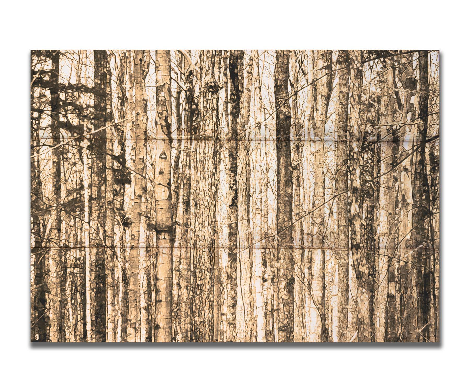 A photo of a crowded forest of trees clustered tightly together, portrayed in a sepia tone. Printed on a box board.