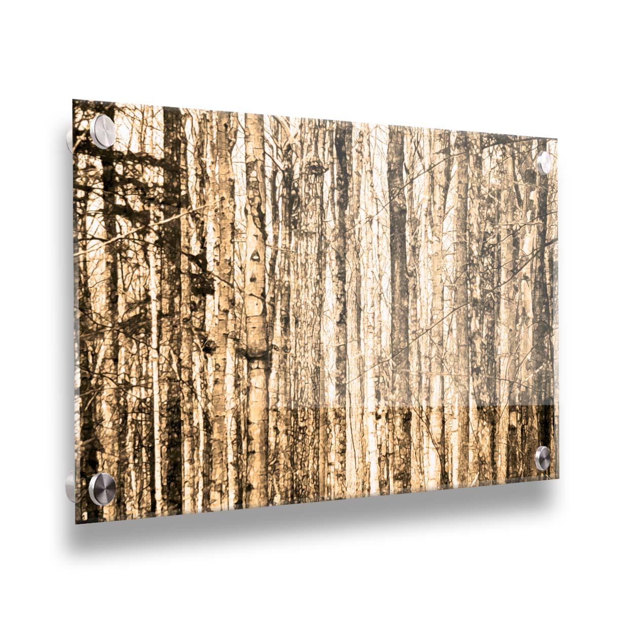 A photo of a crowded forest of trees clustered tightly together, portrayed in a sepia tone. Printed on acrylic.