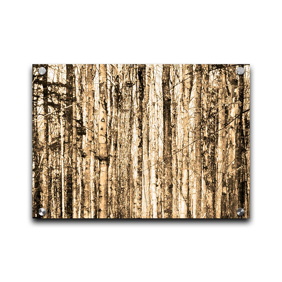 A photo of a crowded forest of trees clustered tightly together, portrayed in a sepia tone. Printed on acrylic.