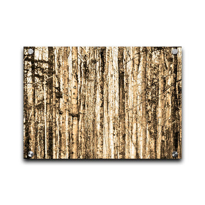 A photo of a crowded forest of trees clustered tightly together, portrayed in a sepia tone. Printed on acrylic.