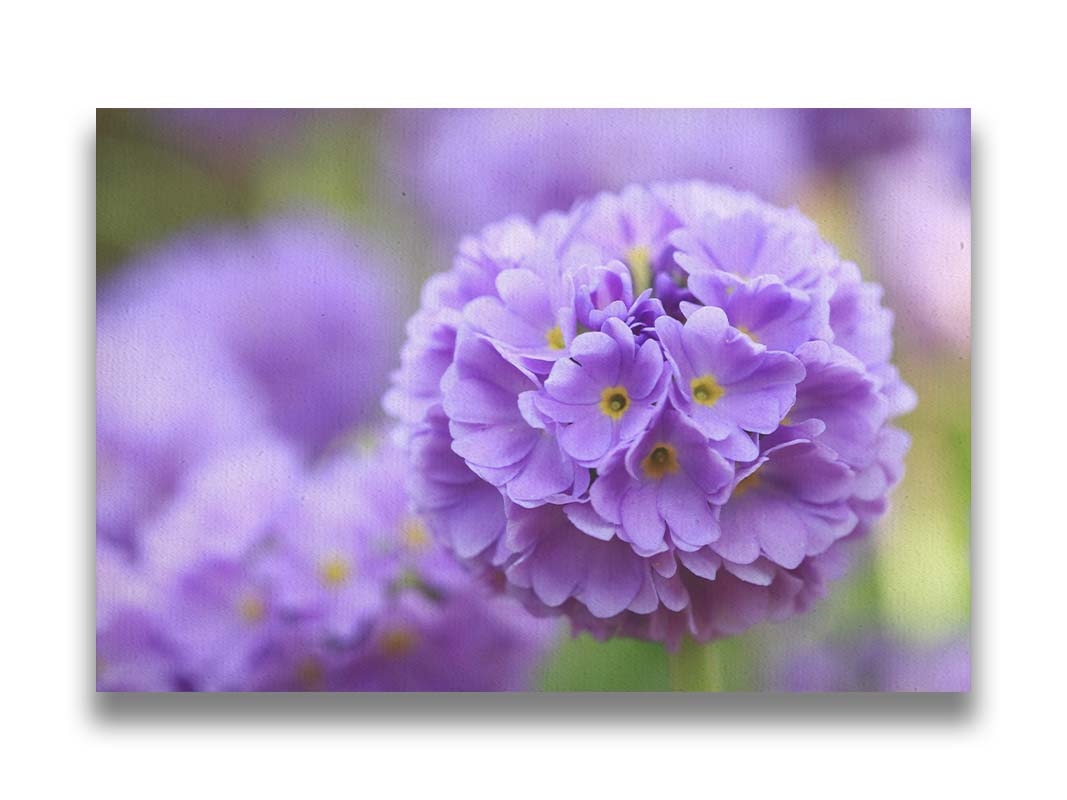 A closeup photo of a garden of soft purple flowers. Printed on canvas.