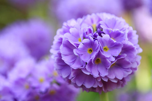 Flower Bloom Garden by Hal Halli