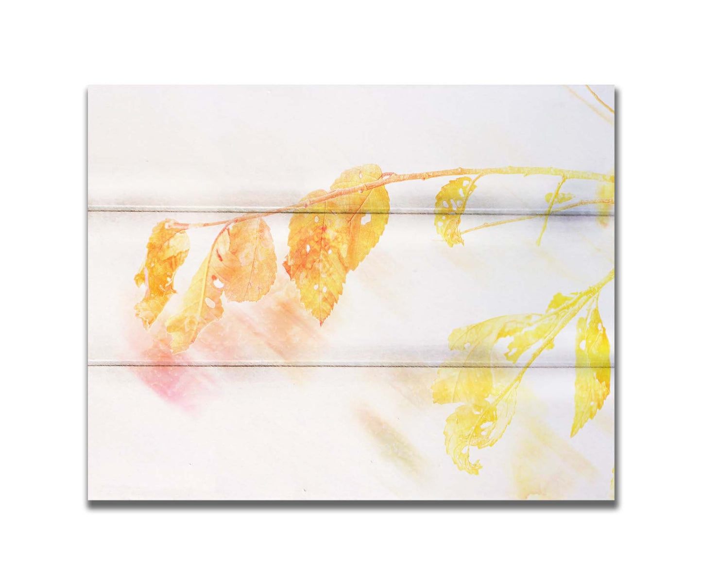 A still life photo of a stem of orange and yellow leaves aglow before a stark white background. Printed on a box board.