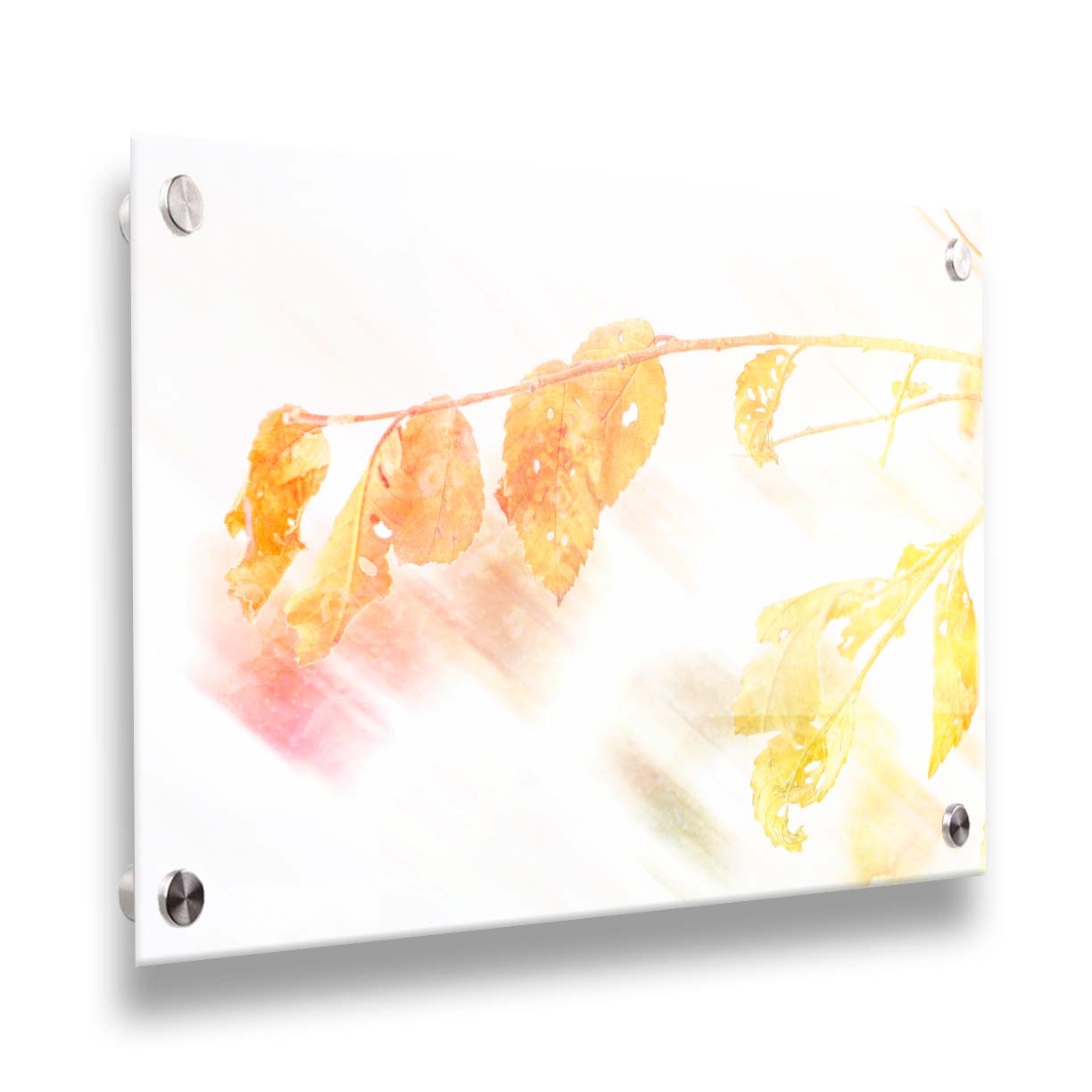 A still life photo of a stem of orange and yellow leaves aglow before a stark white background. Printed on acrylic.