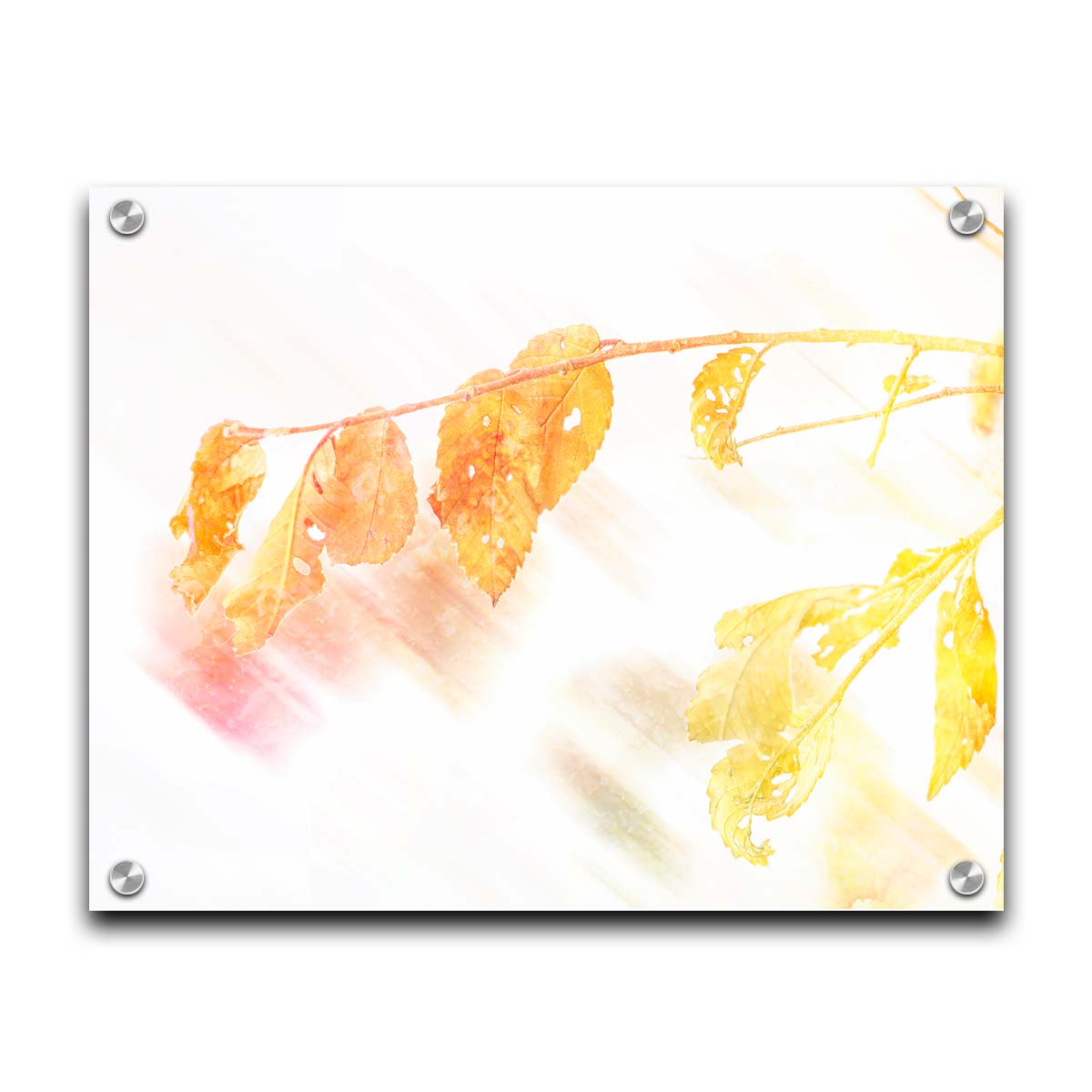 A still life photo of a stem of orange and yellow leaves aglow before a stark white background. Printed on acrylic.