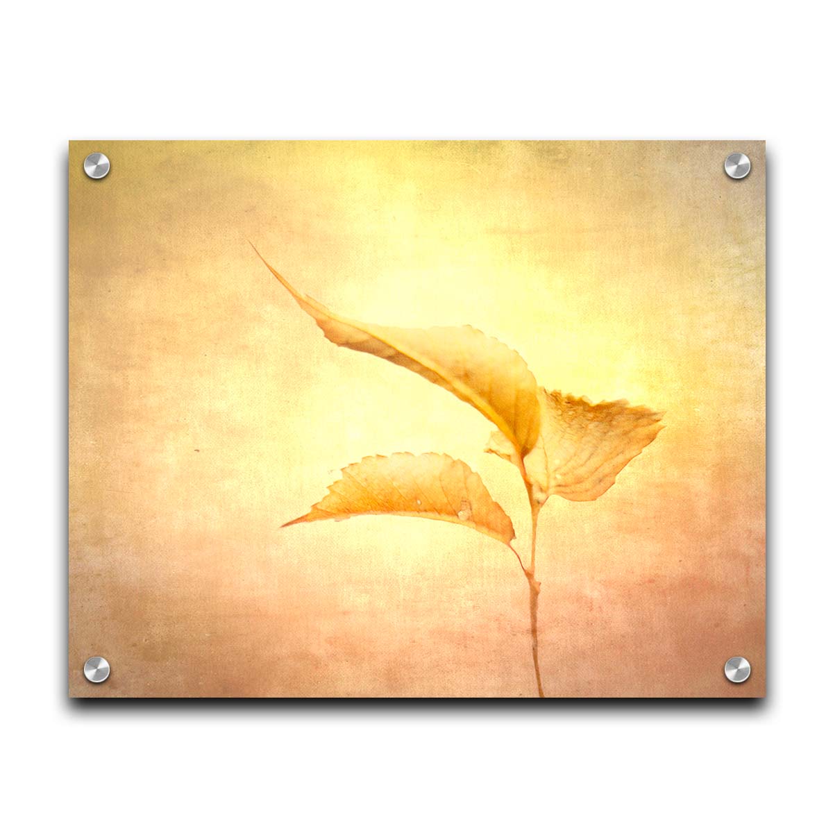 A still life photo of a twig with three yellowed leaves on the end, positioned vertically against a textured yellow and orange background. Printed on acrylic.