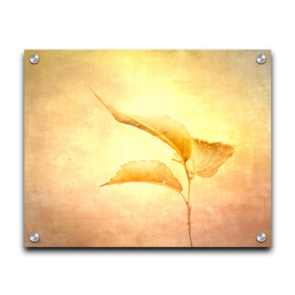 A still life photo of a twig with three yellowed leaves on the end, positioned vertically against a textured yellow and orange background. Printed on acrylic.