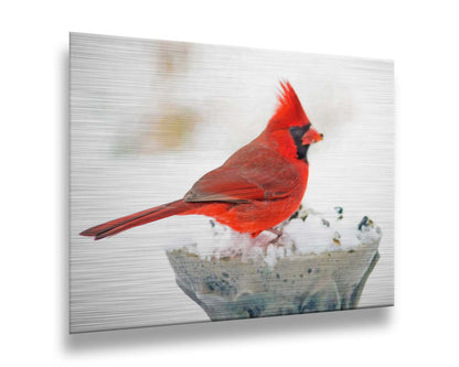 A photograph of a bright red cardinal, perched on a snowy post, eating seeds. Printed on metal.