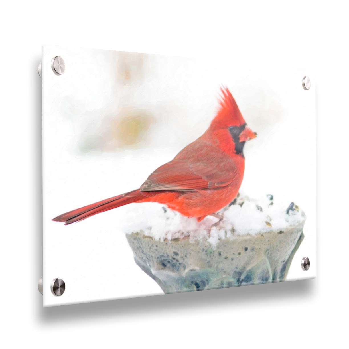 A photograph of a bright red cardinal, perched on a snowy post, eating seeds. Printed on acrylic.