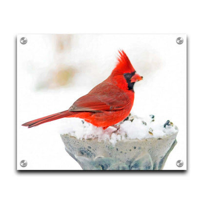 A photograph of a bright red cardinal, perched on a snowy post, eating seeds. Printed on acrylic.