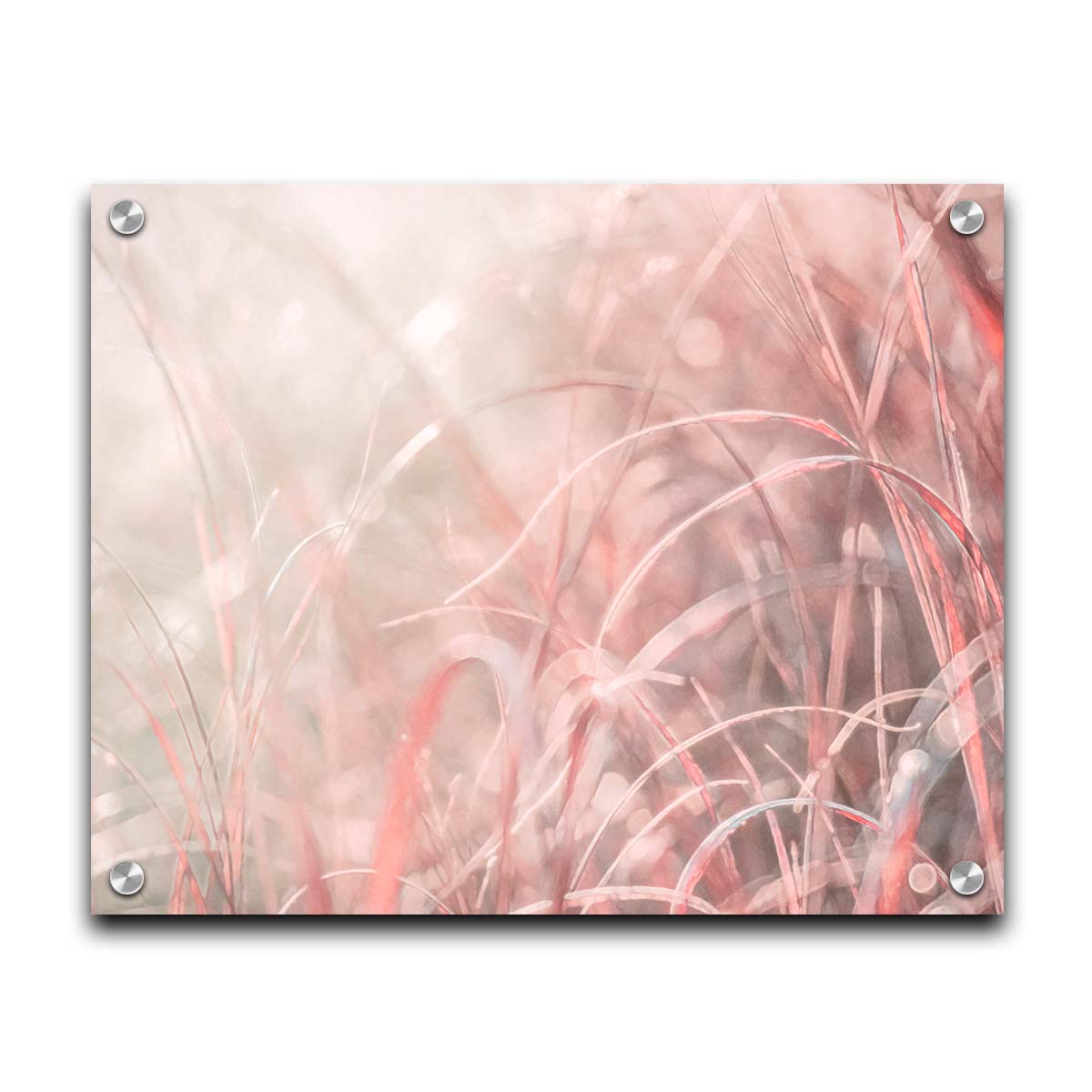 A monochrome red photograph close up on grasses. The shallow depth of field and bright back lighting create sparkling bokeh light effects. Printed on acrylic.