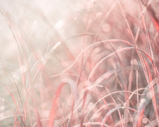 A monochrome red photograph close up on grasses. The shallow depth of field and bright back lighting create sparkling bokeh light effects. 