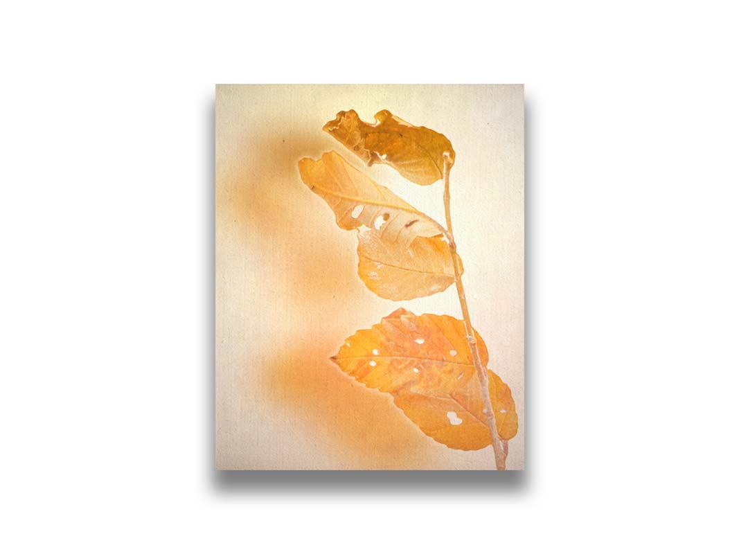 A photograph of a stem with four vibrant orange leaves, radiating their color against a plain background. Printed on canvas.