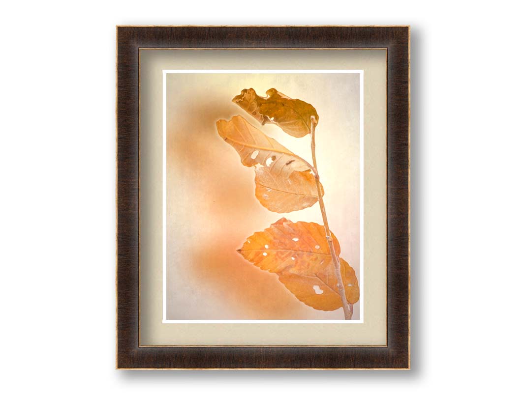 A photograph of a stem with four vibrant orange leaves, radiating their color against a plain background. Printed on paper, matted, and framed.