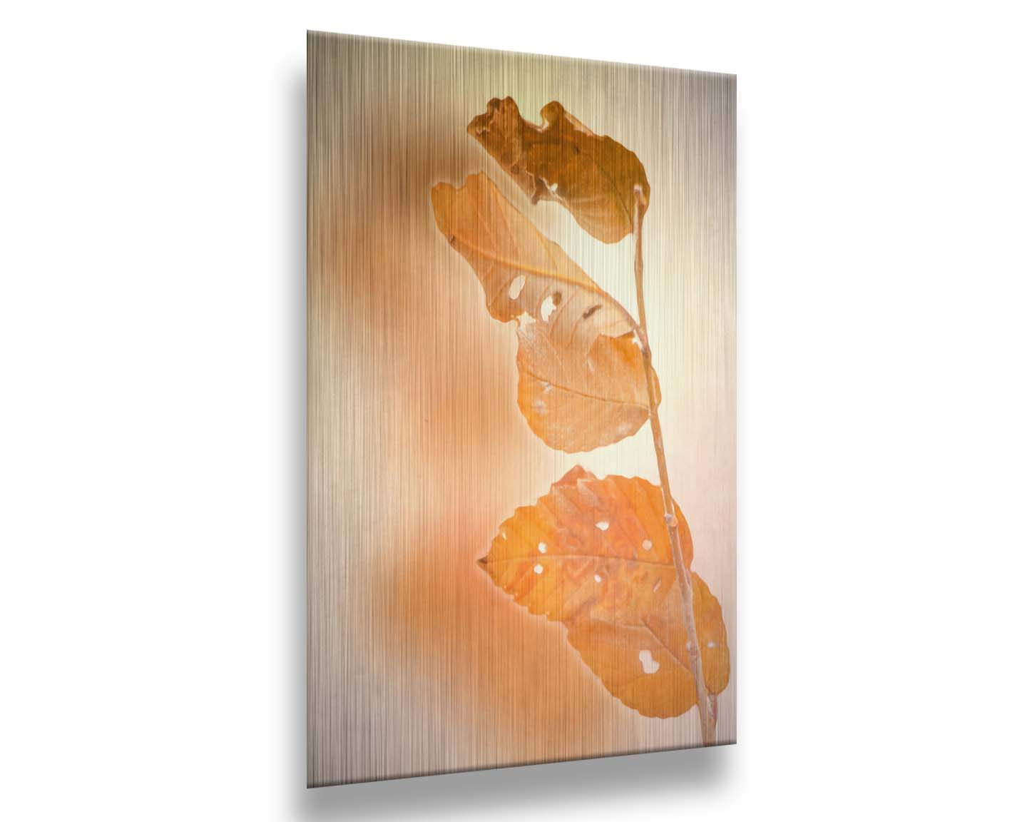 A photograph of a stem with four vibrant orange leaves, radiating their color against a plain background. Printed on metal.