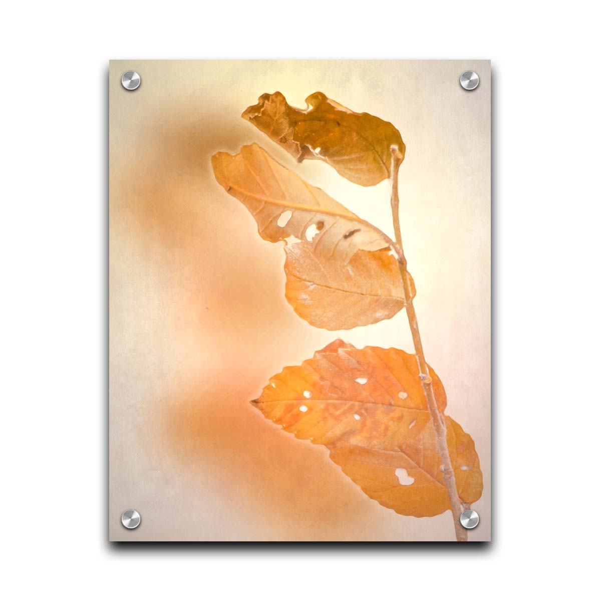 A photograph of a stem with four vibrant orange leaves, radiating their color against a plain background. Printed on acrylic.