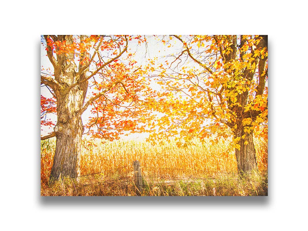 A photograph of a golden field, framed by two large trees sporting red, orange, and yellow leaves. The white light of the sky shines down through the scene. Printed on canvas.