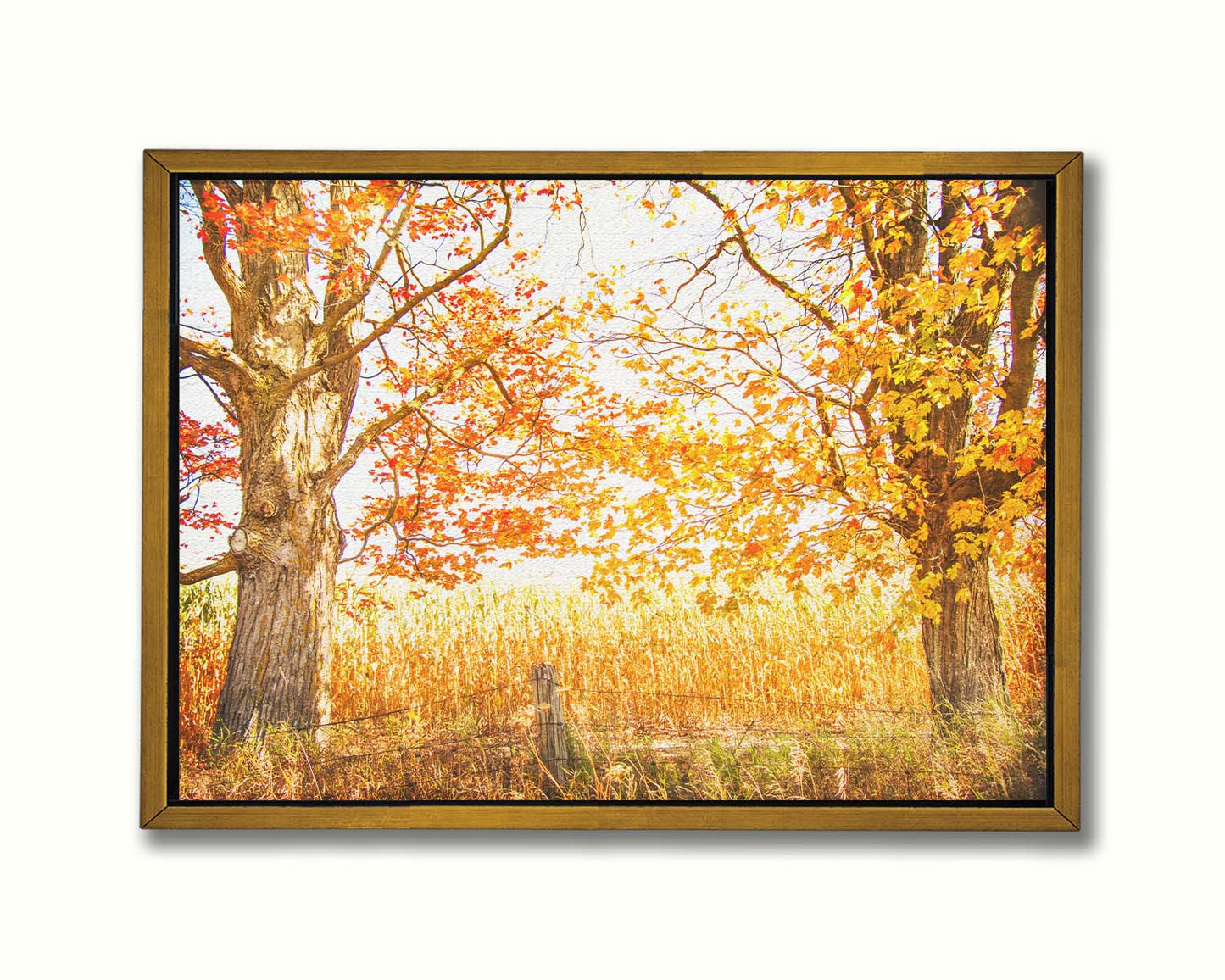 A photograph of a golden field, framed by two large trees sporting red, orange, and yellow leaves. The white light of the sky shines down through the scene. Printed on canvas in a float frame.