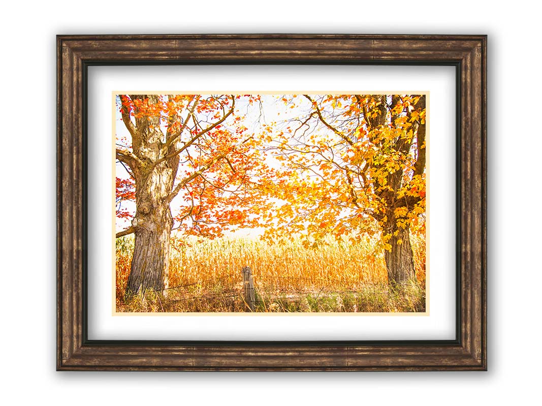 A photograph of a golden field, framed by two large trees sporting red, orange, and yellow leaves. The white light of the sky shines down through the scene. Printed on paper, matted, and framed.