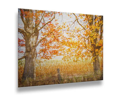 A photograph of a golden field, framed by two large trees sporting red, orange, and yellow leaves. The white light of the sky shines down through the scene. Printed on metal.