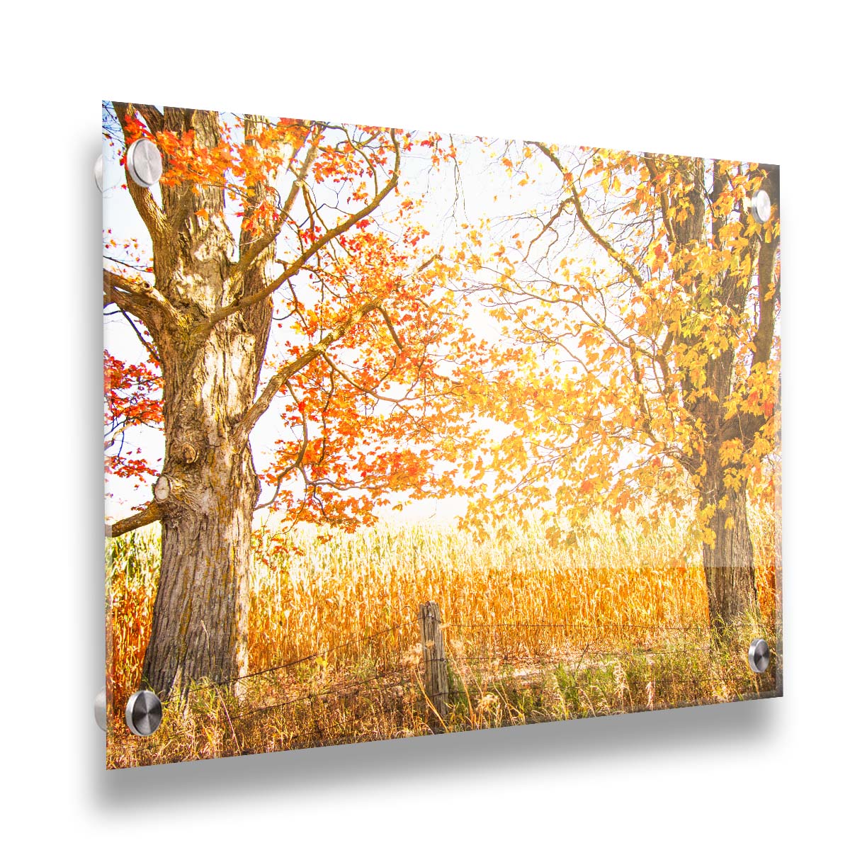 A photograph of a golden field, framed by two large trees sporting red, orange, and yellow leaves. The white light of the sky shines down through the scene. Printed on acrylic.