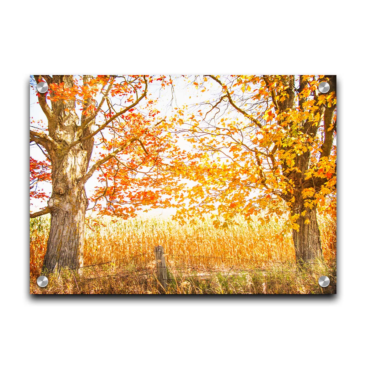 A photograph of a golden field, framed by two large trees sporting red, orange, and yellow leaves. The white light of the sky shines down through the scene. Printed on acrylic.