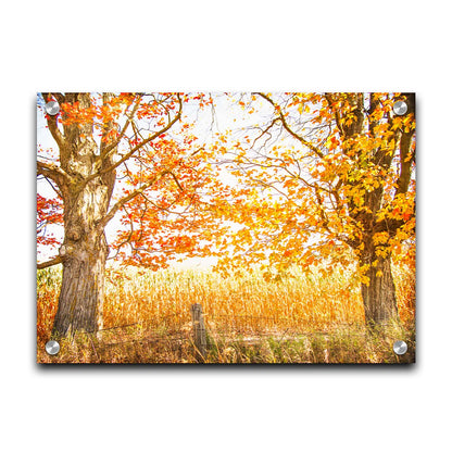 A photograph of a golden field, framed by two large trees sporting red, orange, and yellow leaves. The white light of the sky shines down through the scene. Printed on acrylic.