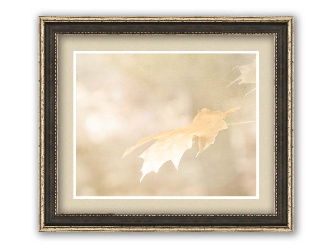 A photograph of a singular golden maple leaf in autumn, taken in a low depth of field for a soft bokeh background– all in a gentle sepia tone. Printed on paper, matted, and framed.