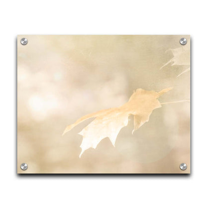 A photograph of a singular golden maple leaf in autumn, taken in a low depth of field for a soft bokeh background– all in a gentle sepia tone. Printed on acrylic.