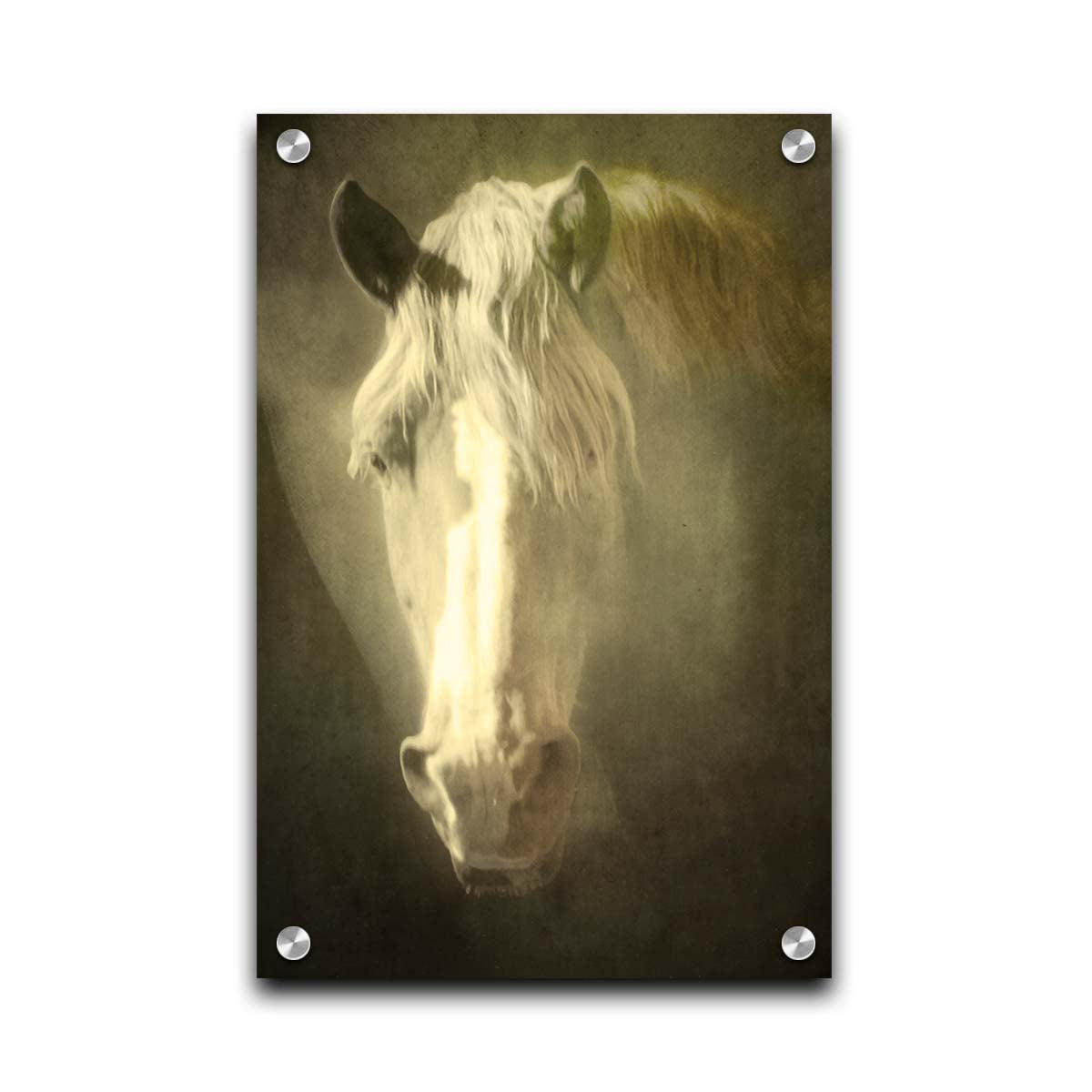 A portrait photograph of a golden palomino horse's face in a sepia tone with a rough texture, to create a vintage look. Printed on acrylic.