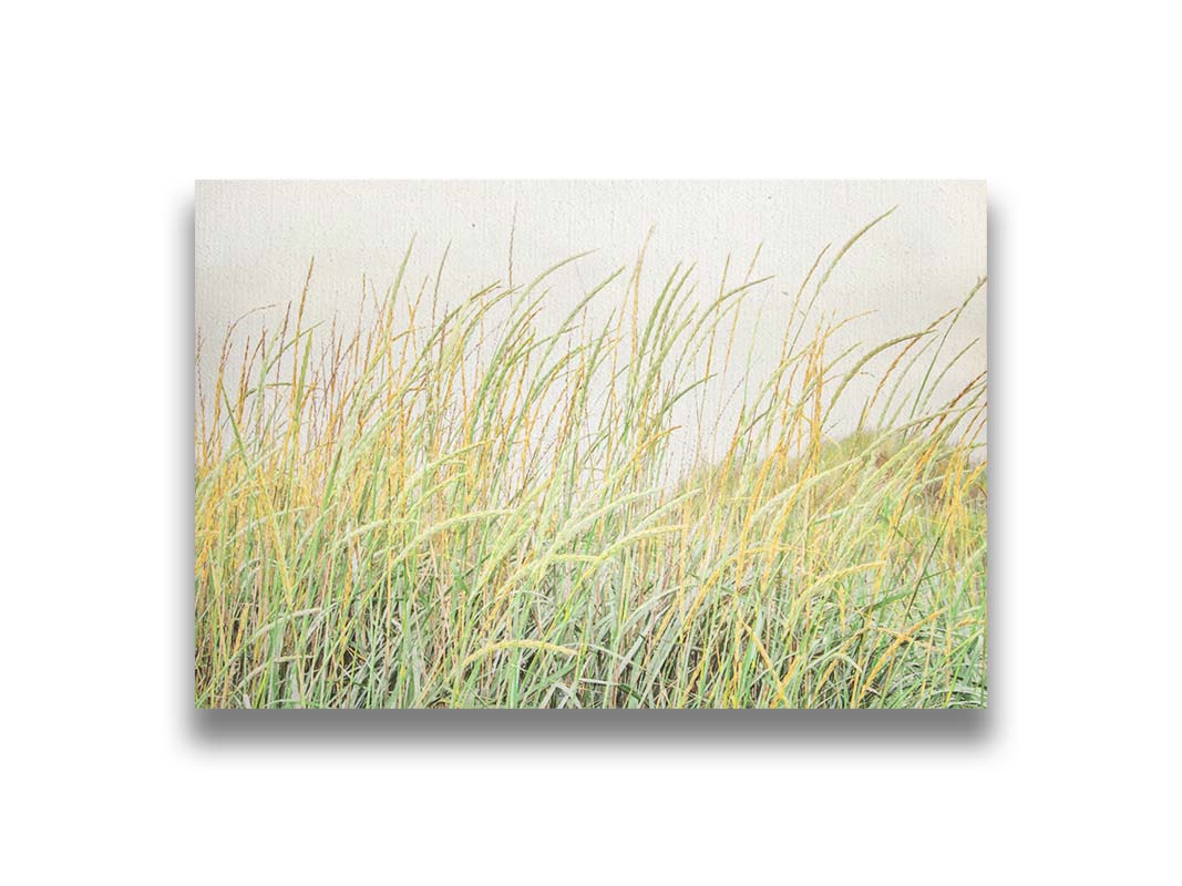 A photograph of pale green and tan grasses swaying in the breeze against an overcast sky. Printed on canvas.