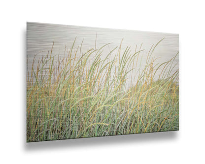 A photograph of pale green and tan grasses swaying in the breeze against an overcast sky. Printed on metal.