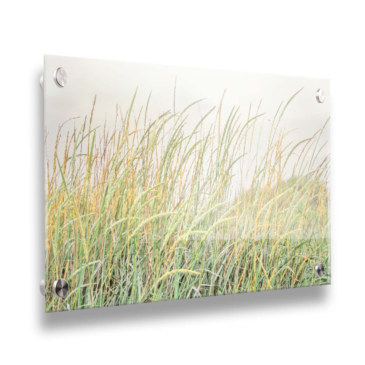 A photograph of pale green and tan grasses swaying in the breeze against an overcast sky. Printed on acrylic.