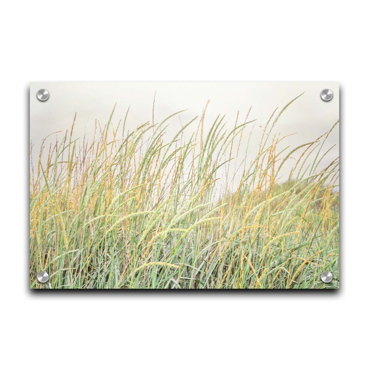 A photograph of pale green and tan grasses swaying in the breeze against an overcast sky. Printed on acrylic.