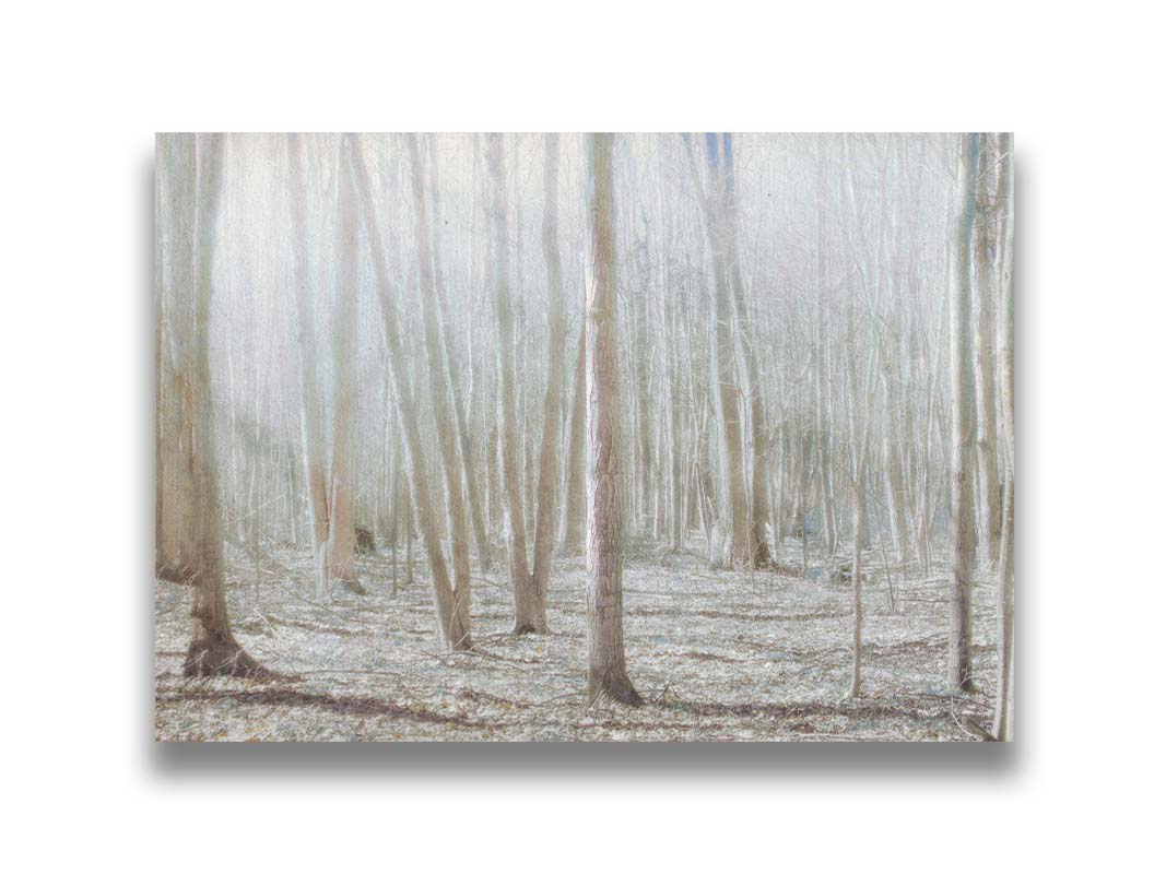 A dreamy, low-saturation photograph of a forest of bare trees, bathed in sunlight. Printed on canvas.