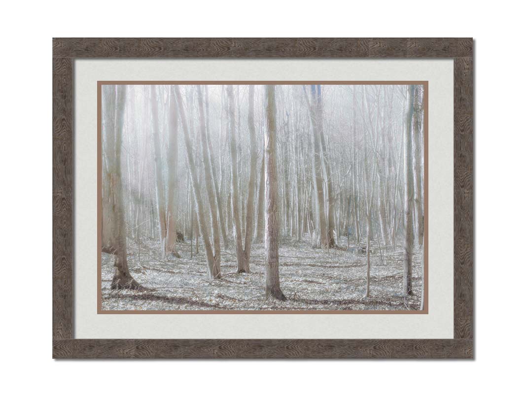 A dreamy, low-saturation photograph of a forest of bare trees, bathed in sunlight. Printed on paper, matted, and framed.