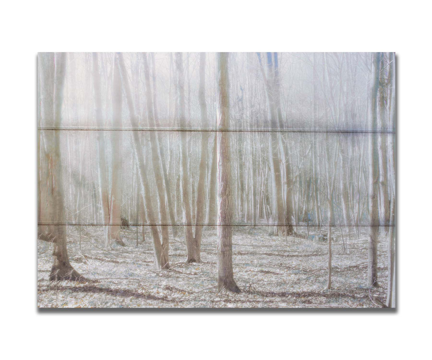 A dreamy, low-saturation photograph of a forest of bare trees, bathed in sunlight. Printed on a box board.