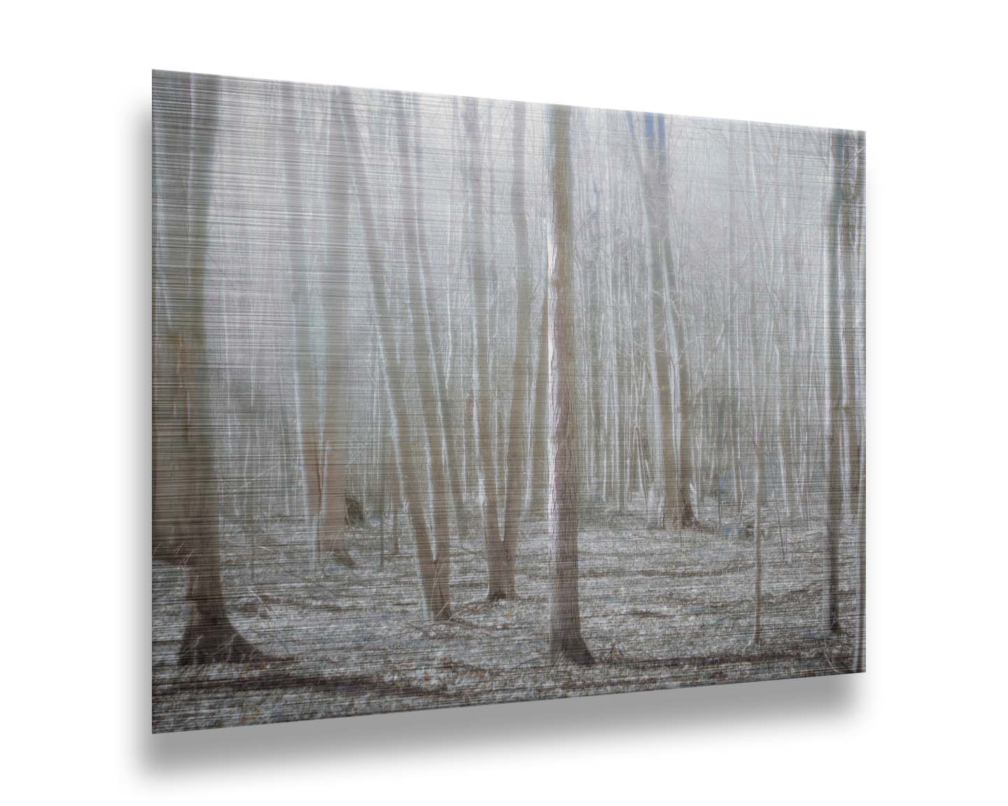 A dreamy, low-saturation photograph of a forest of bare trees, bathed in sunlight. Printed on metal.