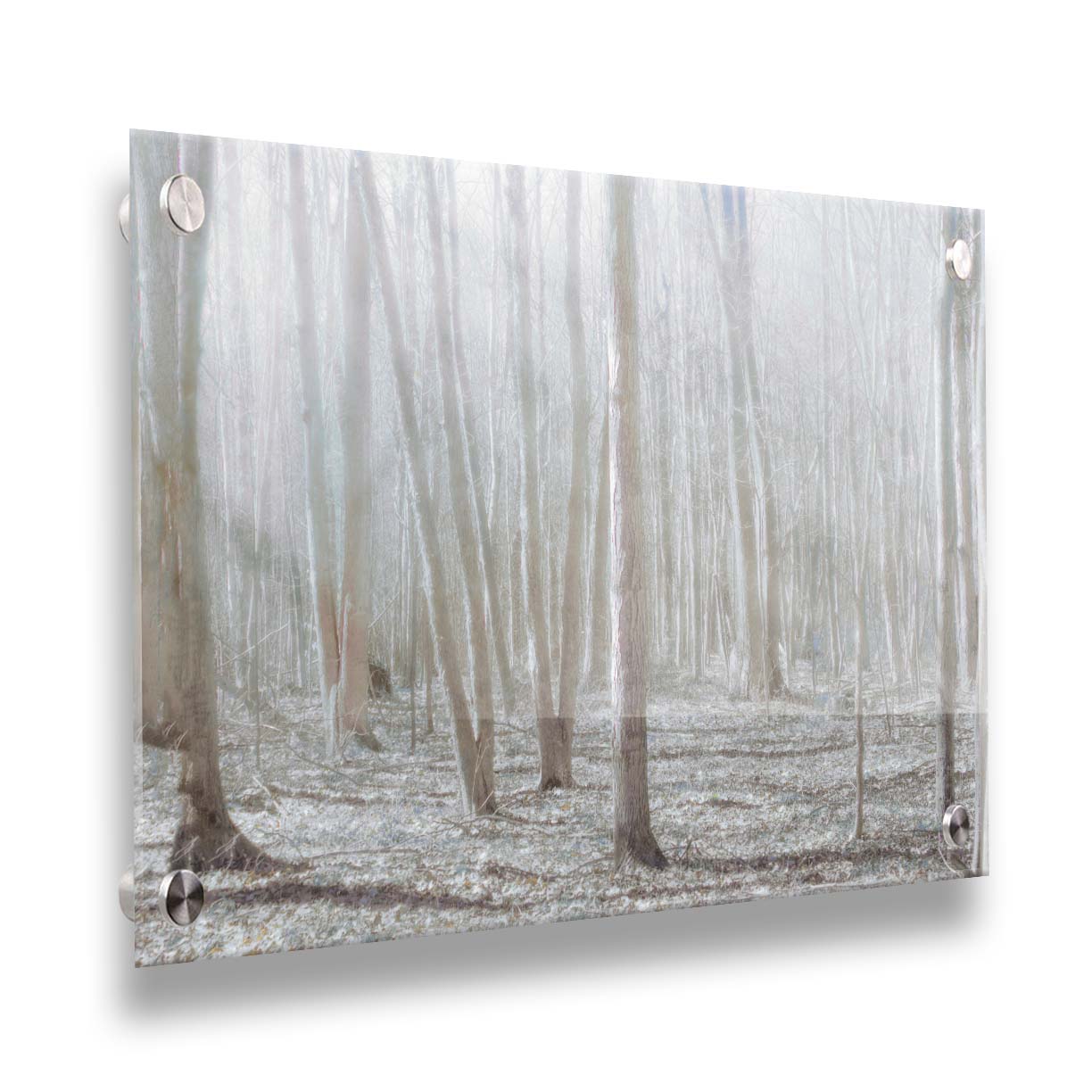 A dreamy, low-saturation photograph of a forest of bare trees, bathed in sunlight. Printed on acrylic.