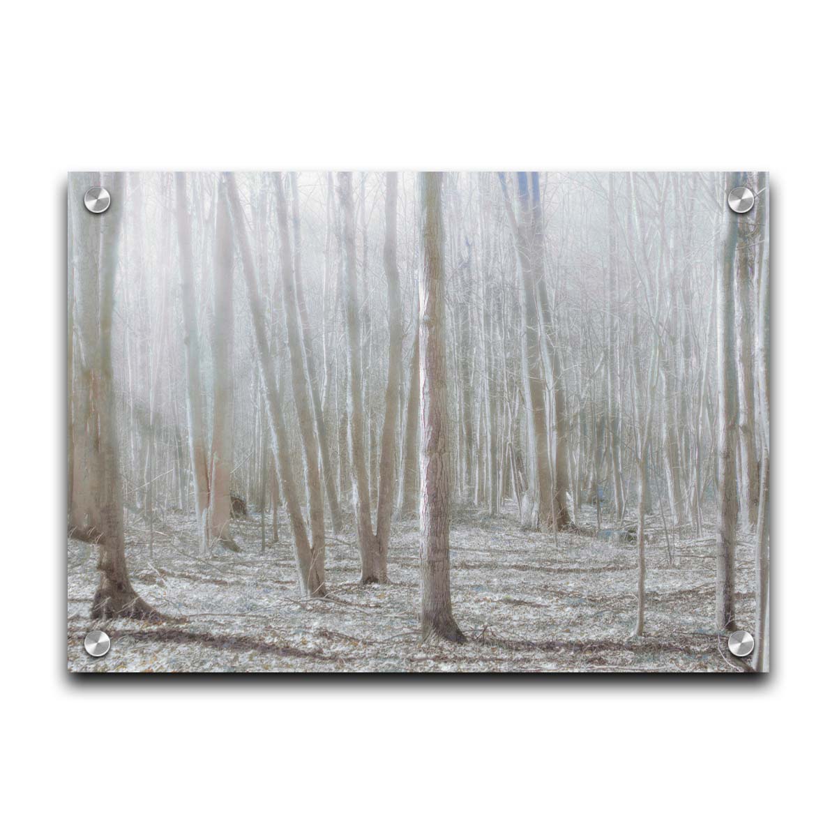 A dreamy, low-saturation photograph of a forest of bare trees, bathed in sunlight. Printed on acrylic.