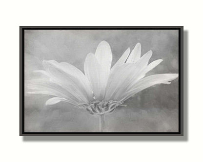 A closeup photograph of a white daisy in grayscale, against an out of focus background. Printed on canvas in a float frame.